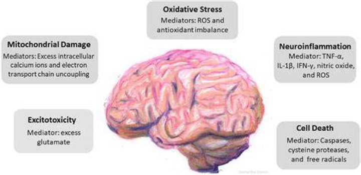 Do neuroleptics cause brain damage?