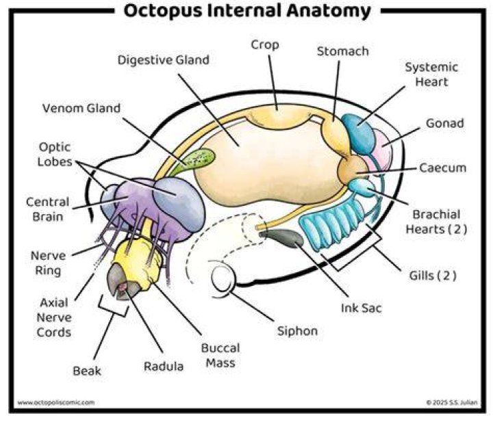 How many funnels does an octopus have?